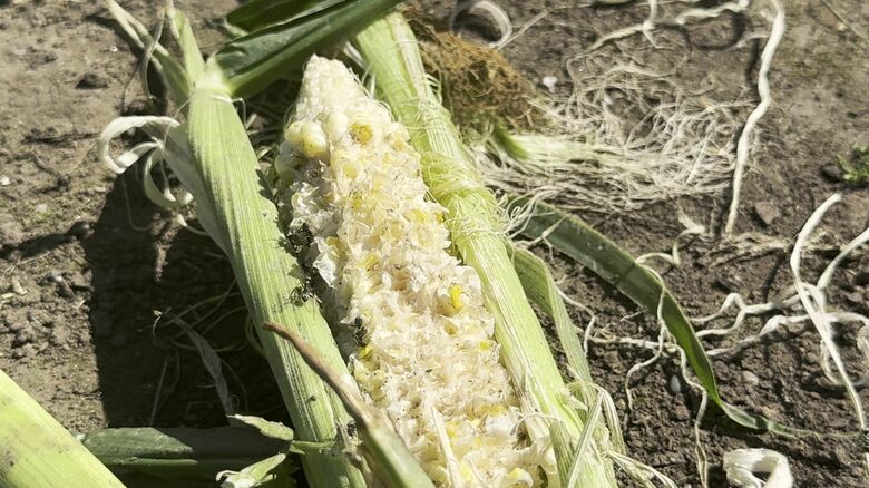 付近ではトウモロコシも被害に