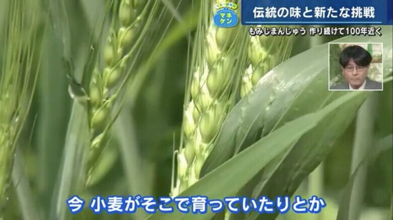 「畑ラボ」で育てられている小麦