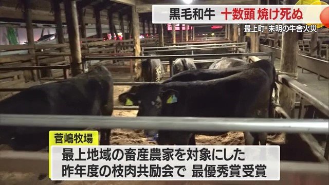 最上地域の枝肉共励会で最優秀賞を受賞した菅嶋牧場の牛舎では約370頭飼育されていた