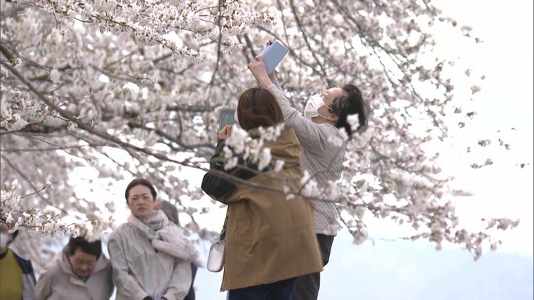 浪江町を代表する桜の名所