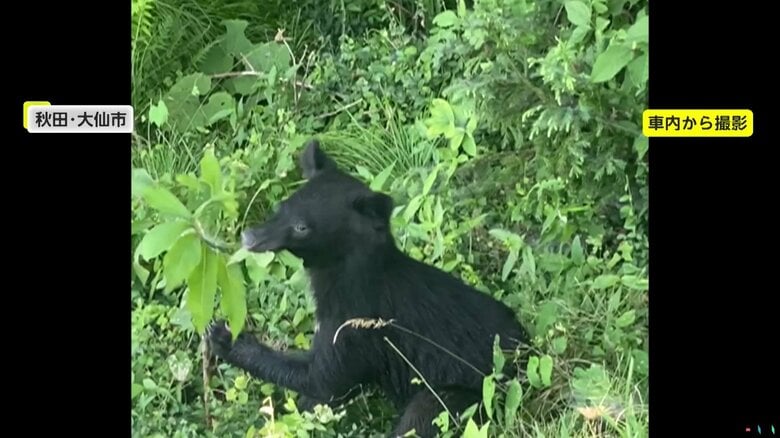 撮影者の乗る車から手を伸ばせば届きそうな距離にいた子グマ