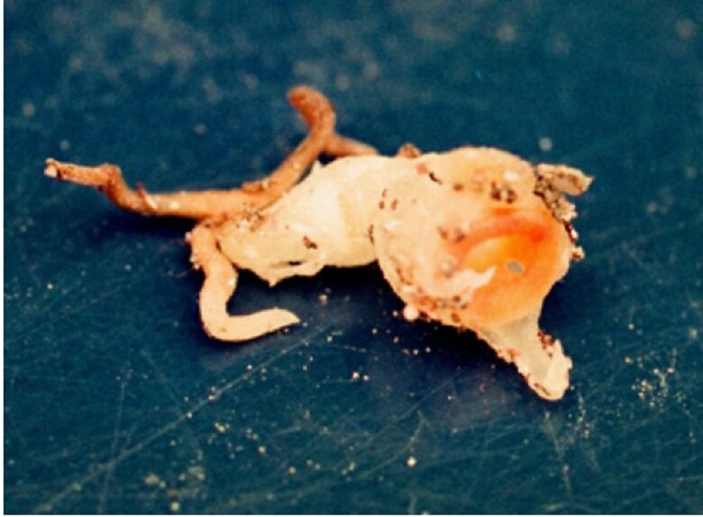 1992年に発見された際の「コウベタヌキノショクダイ」（画像提供：神戸大 末次健司教授）