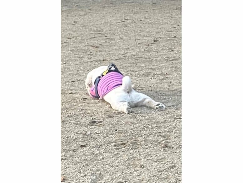 提供：てんてんの毎日さん