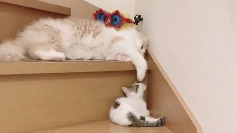 1段下にいる子猫・ぷん太郎くんに前足をのばすまゆちゃん