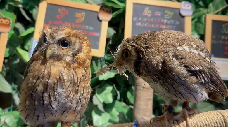 「受け取ってください！」