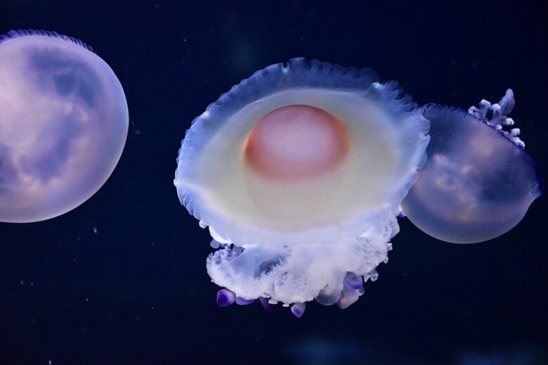 （提供：新江ノ島水族館）