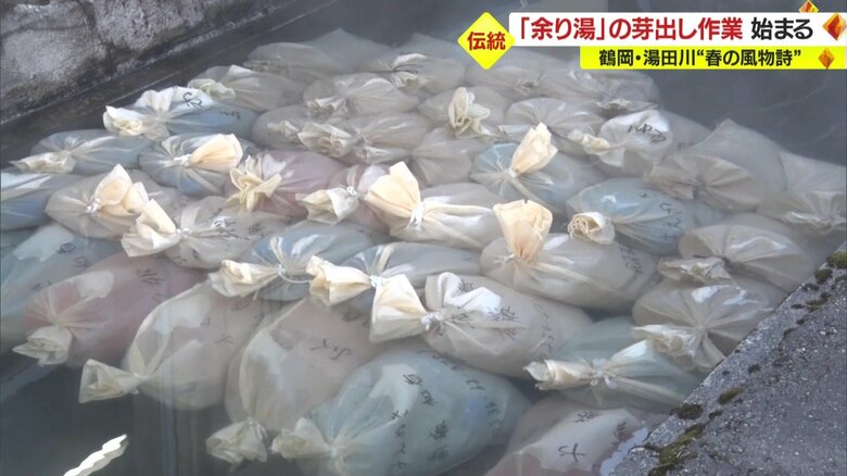 「余り湯」の中に丁寧に並べられ種もみ