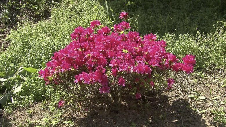 「新入生の株」