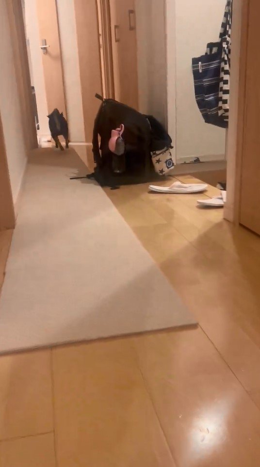 提供：豆柴ごま娘さん