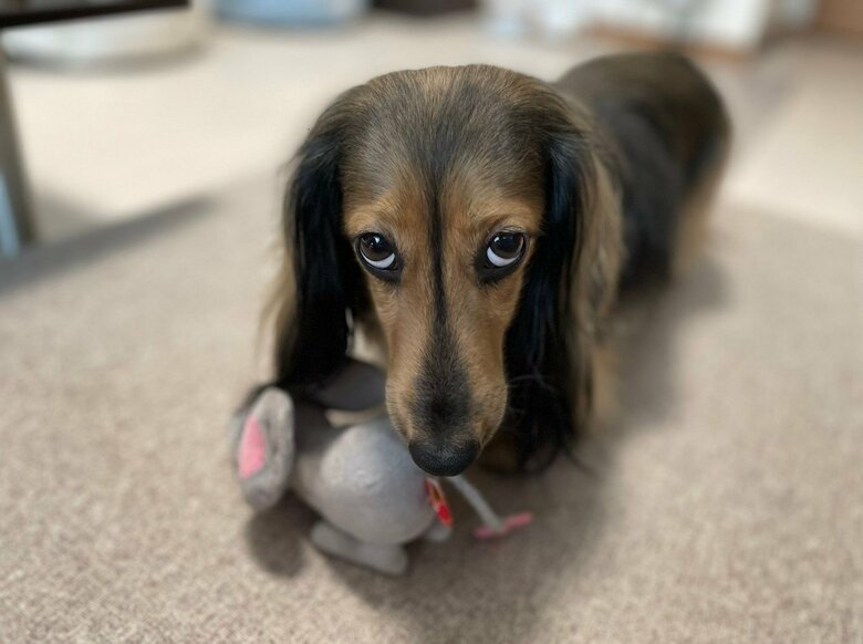 提供：るのんさん