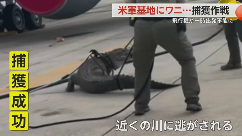 捕獲後に近くの川に逃されたというワニ