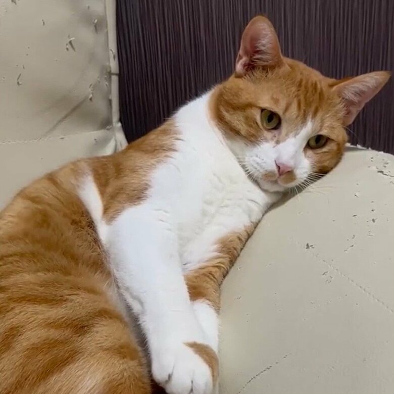 今ではソファでくつろぐように