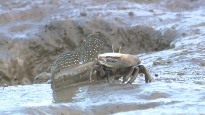 2匹の仲を引き裂くゴロウさん・・・