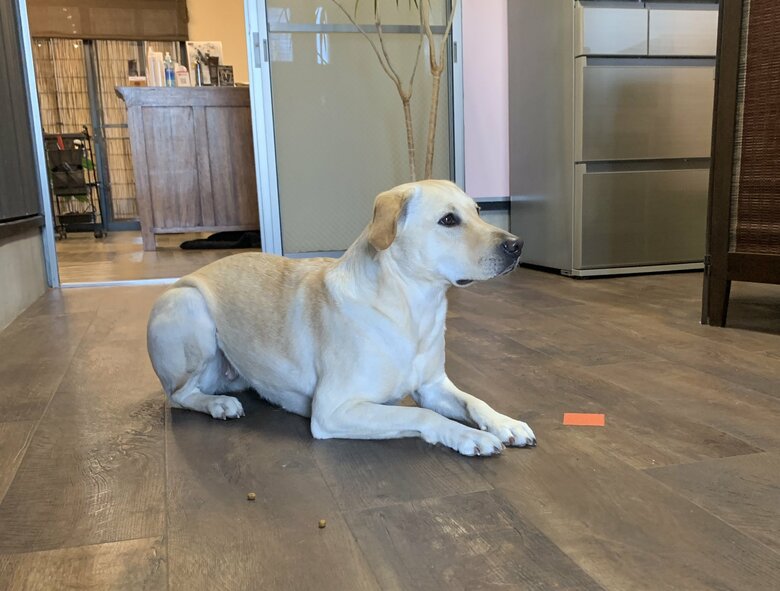 （提供：ラブラドール ルナさん）