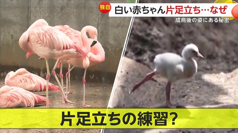 片足立ちの練習をしているように見えるフラミンゴの赤ちゃん