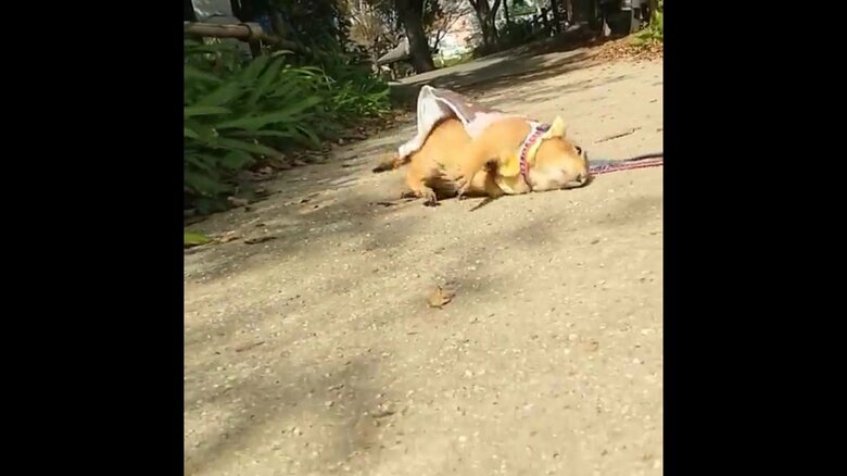 もう一度地面に体をこすりつけている