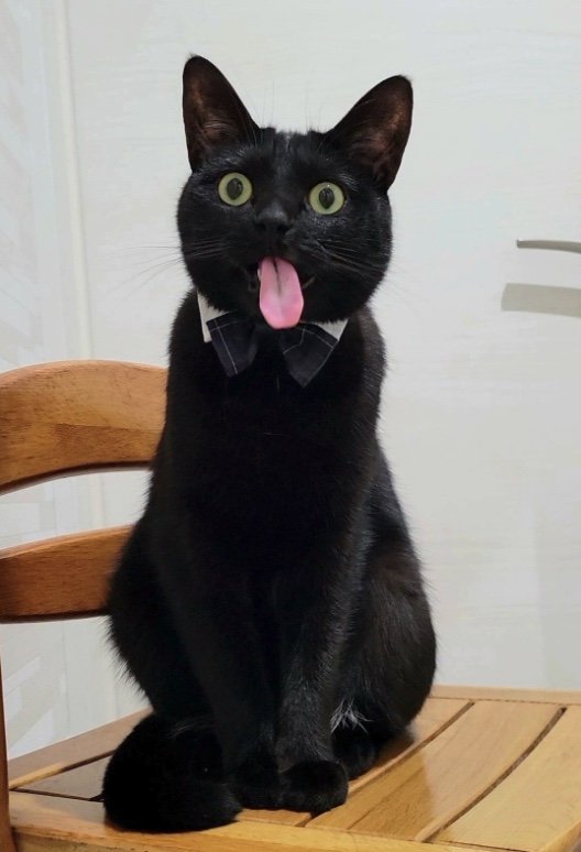 提供：仔猫を拾ったので