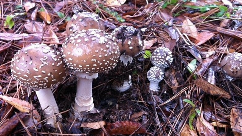 通常のイボテングタケ（提供：岩出菌学研究所）