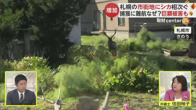 札幌市の市街地に出没したシカ。二次被害を防ぐため、捕獲が難航しているという（25日）