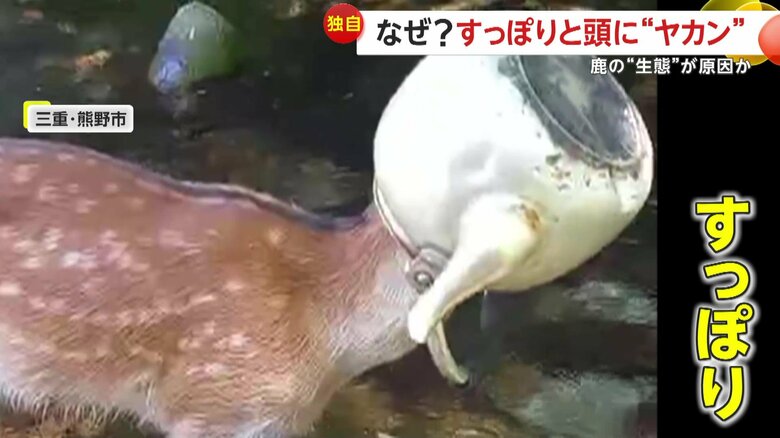 やかんをすっぽりかぶる鹿（映像提供：川魚漁師ときどき海）
