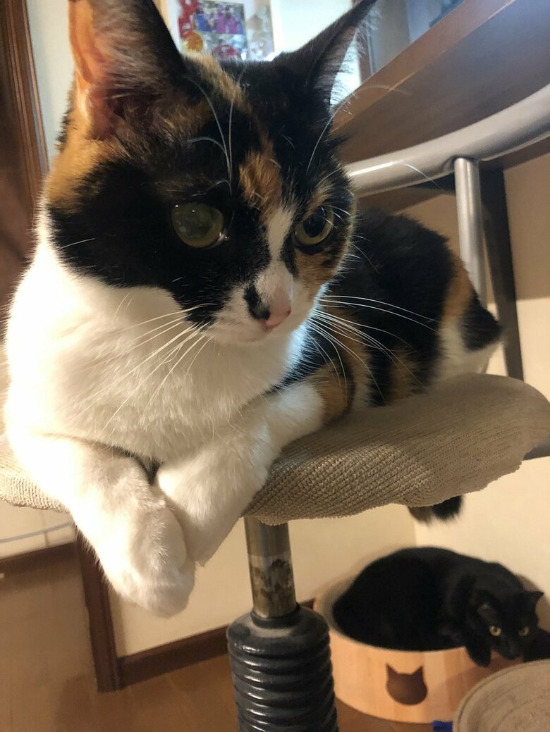 華奢なナナちゃんは四角にならないとのこと