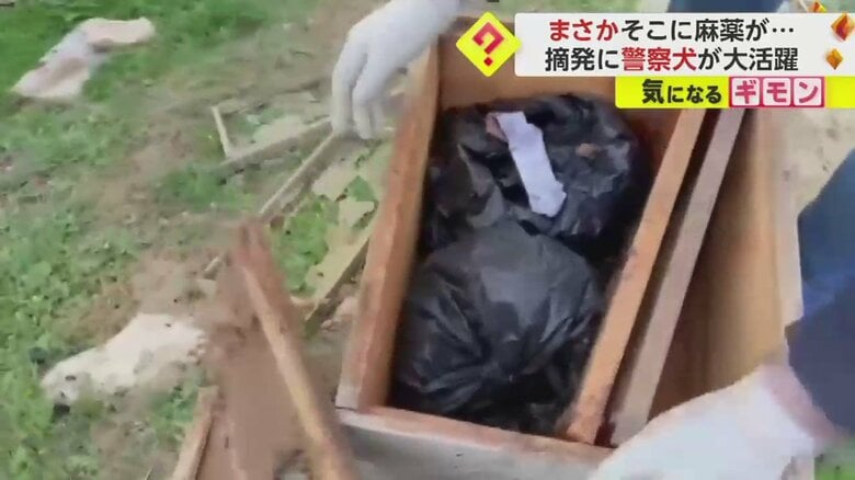 ハチの巣箱に隠されていた大麻（画像：IHA）