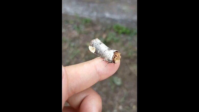 木の枝にしか見えないが…（提供：maruさん）