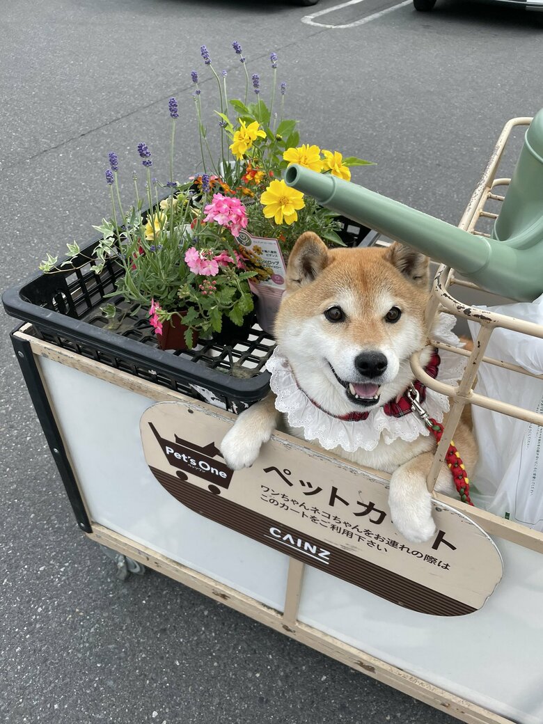 画像提供：柴犬ハナさん