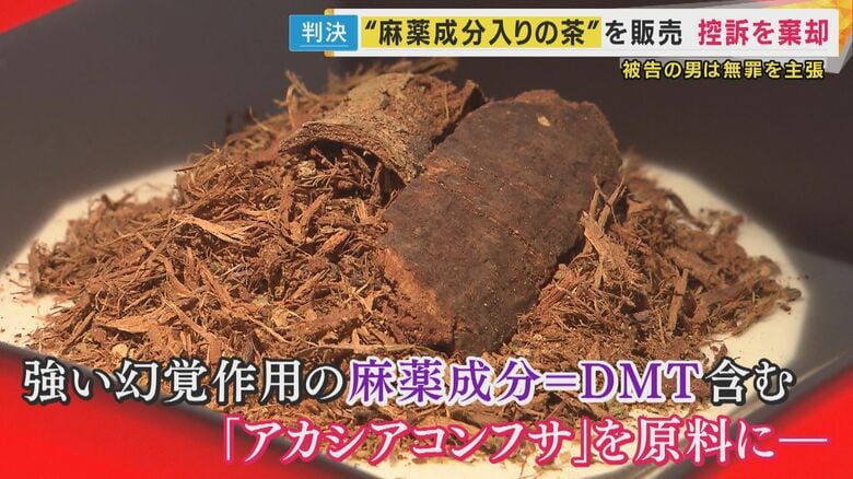 アカシアコンフサ