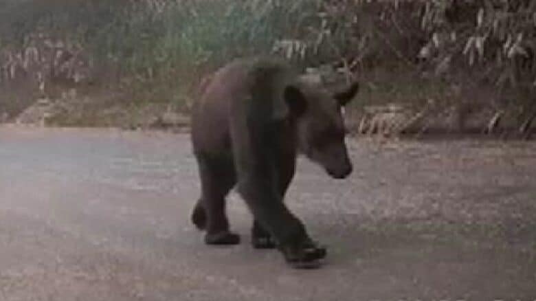 砂川市で目撃されたクマ（提供：池上治男さん）