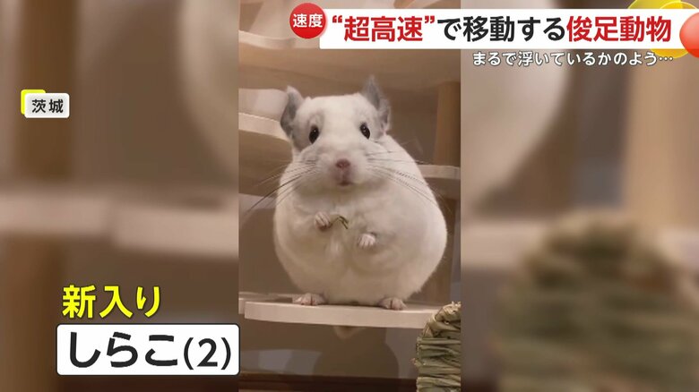 今年家に来たばかりの新入りのしらこくん