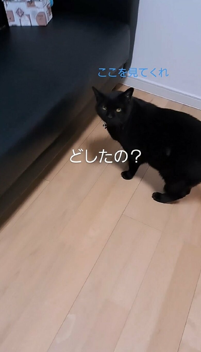 「ここを見てくれ」と視線で訴えてくる