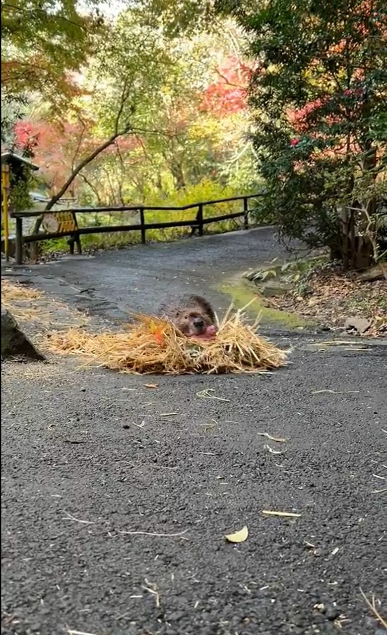 草を押して歩くビーバー