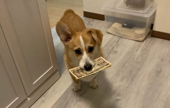 “身代金”を要求している？銀太くん