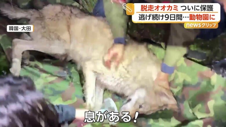 わずかに身動きをするオオカミ（Daejeon City Corporation / Daejeon O-World）