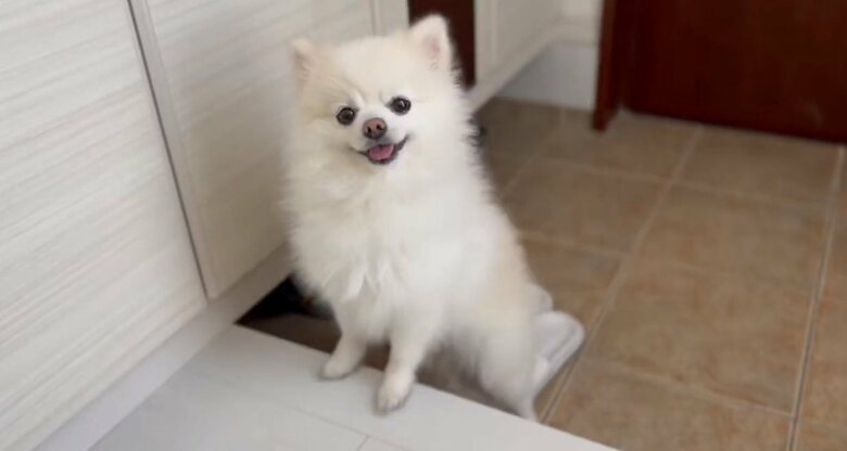 お散歩帰りのぽんちゃん