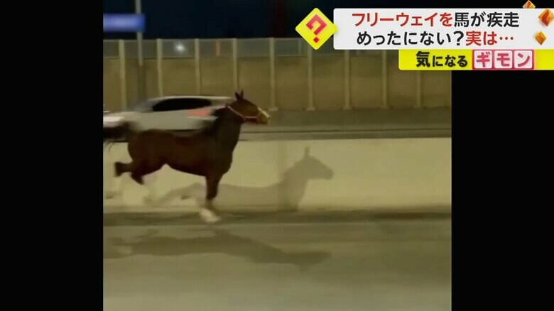 高速道路を走る馬