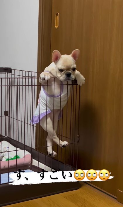 提供：みるくちゃん