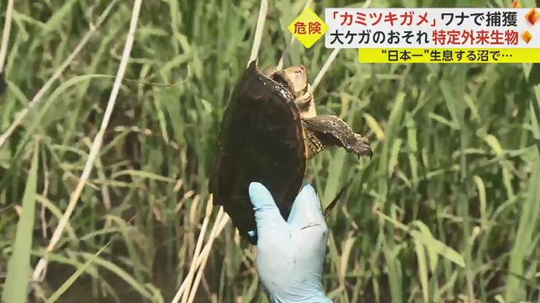 1つ目のワナに、さっそくカミツキガメが…