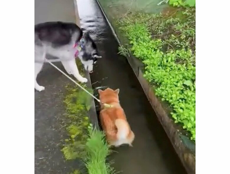 提供：柴リアンハスキーもちごめ兄弟さん