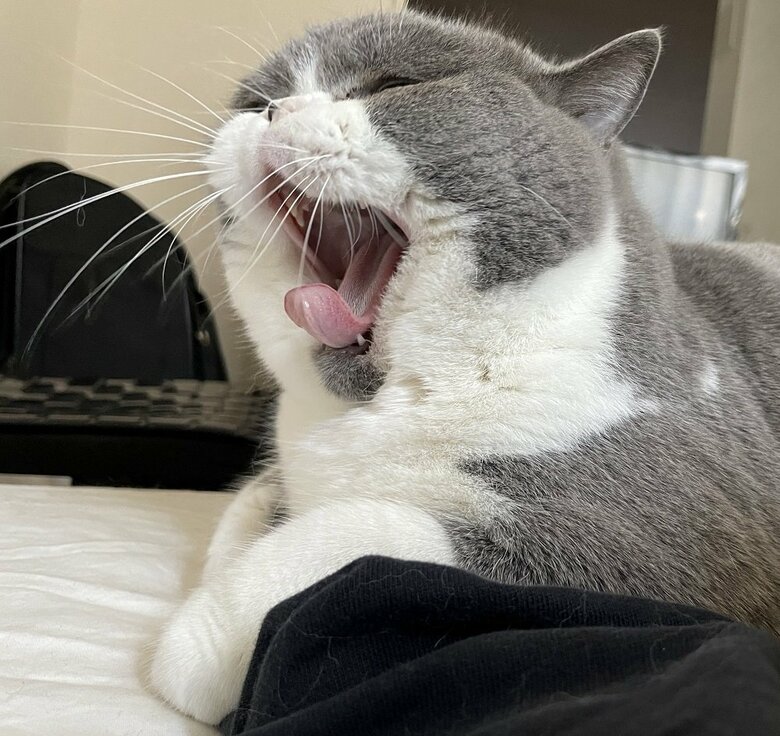 あくび（提供：八海山くんの飼い主さんTwitterアカウント）