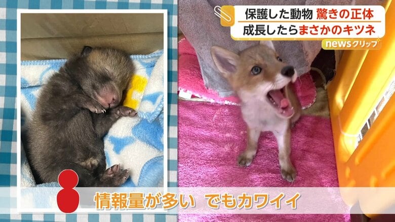 野生に返るための訓練を受け、自然に戻される予定のキツネの赤ちゃん