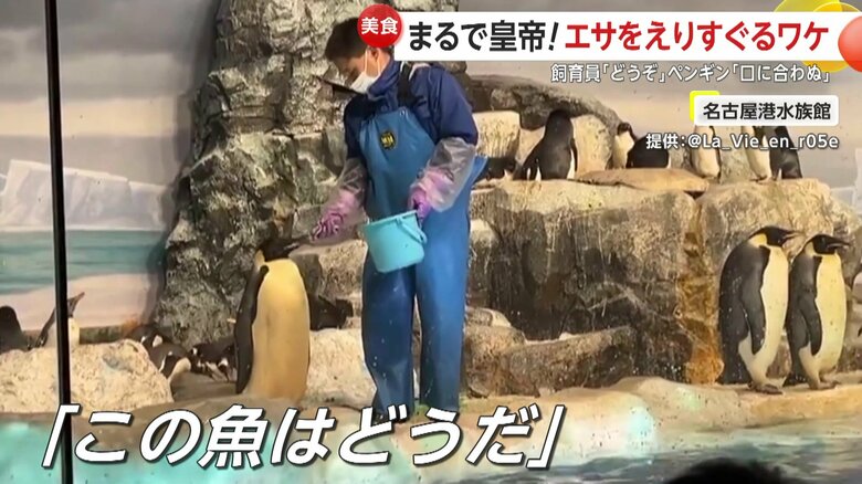 パクッとくわえたものの、のみ込むまでには至らないペンギン