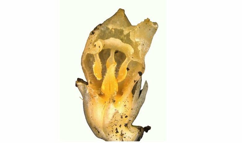 ムジナノショクダイ（提供：神戸大学大学院 末次健司教授）