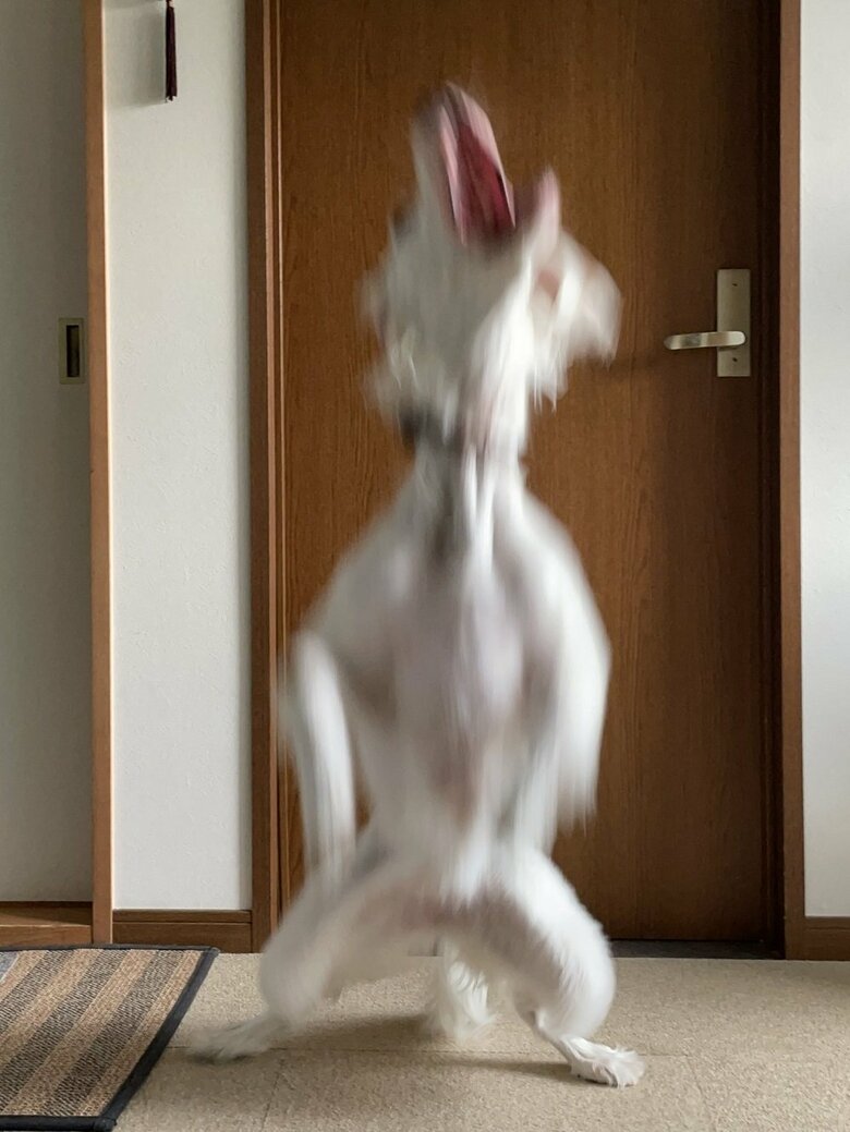 確認されたUMAの姿