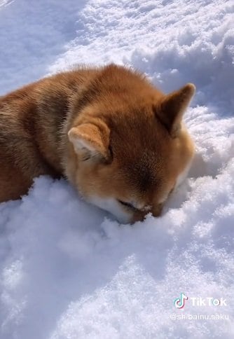 寒さは平気？な朔くん