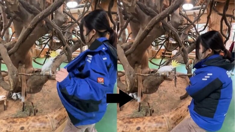飼育員の上着の開閉に合わせて、レイくんも動いている（提供：長崎バイオパーク）
