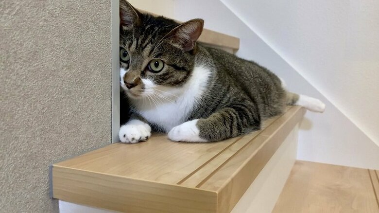 出会った当初は離れた距離で観察していたという金時くん