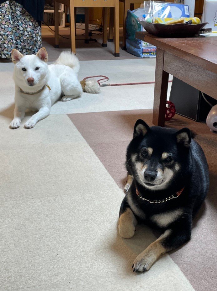 提供：柴犬のくぅとそらさん