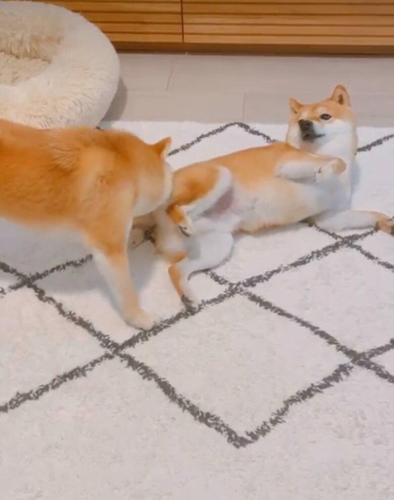 提供：豆柴ちくわ&がんもさん